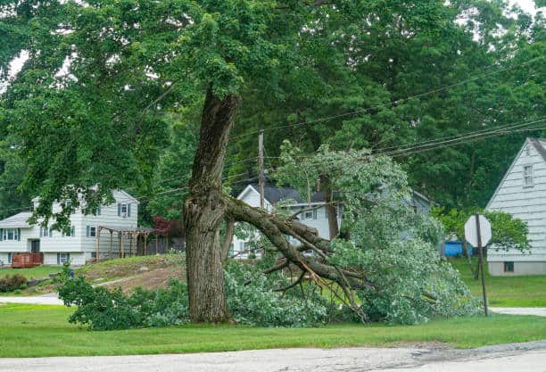 Emergency tree service