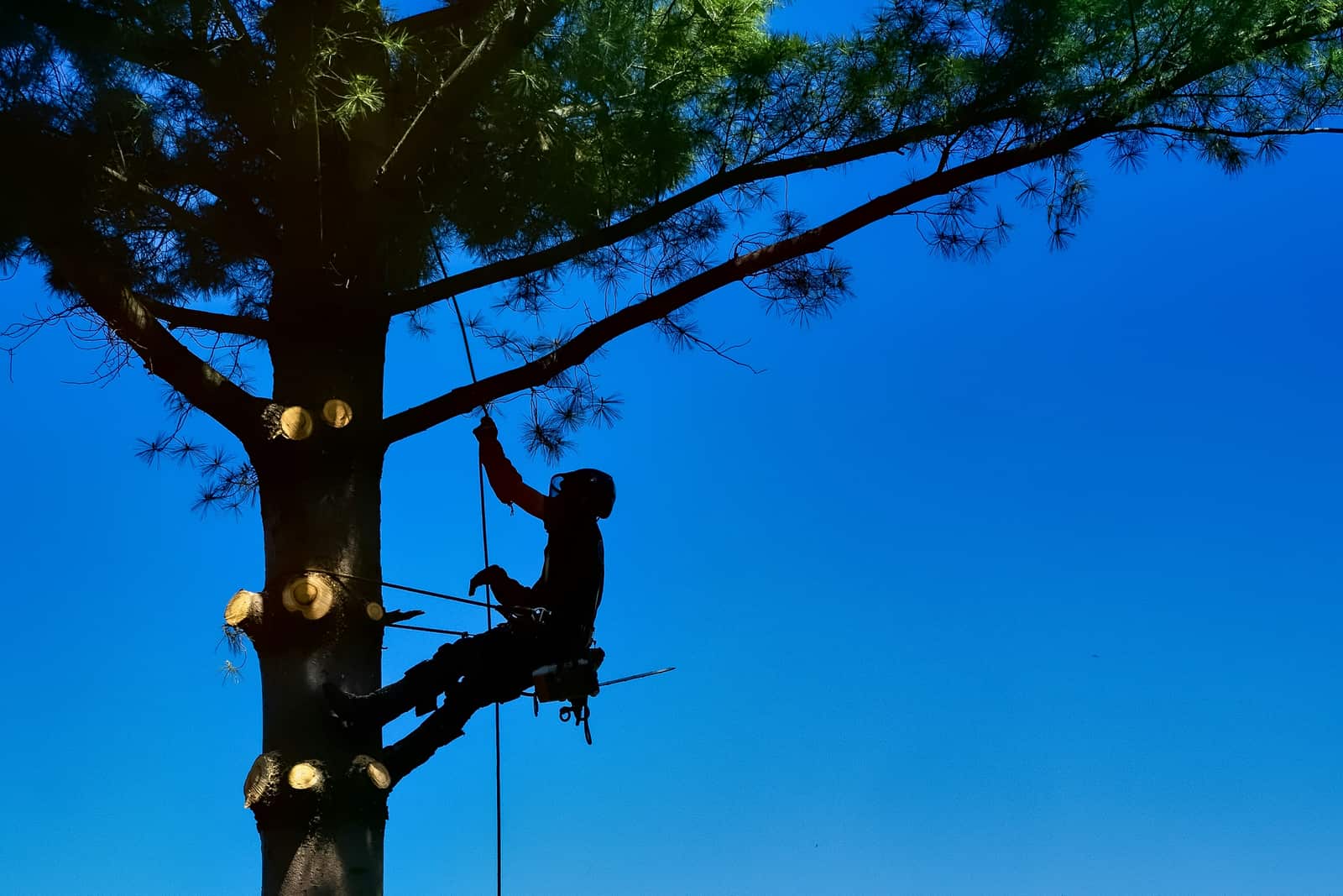 Tree trimming and pruning