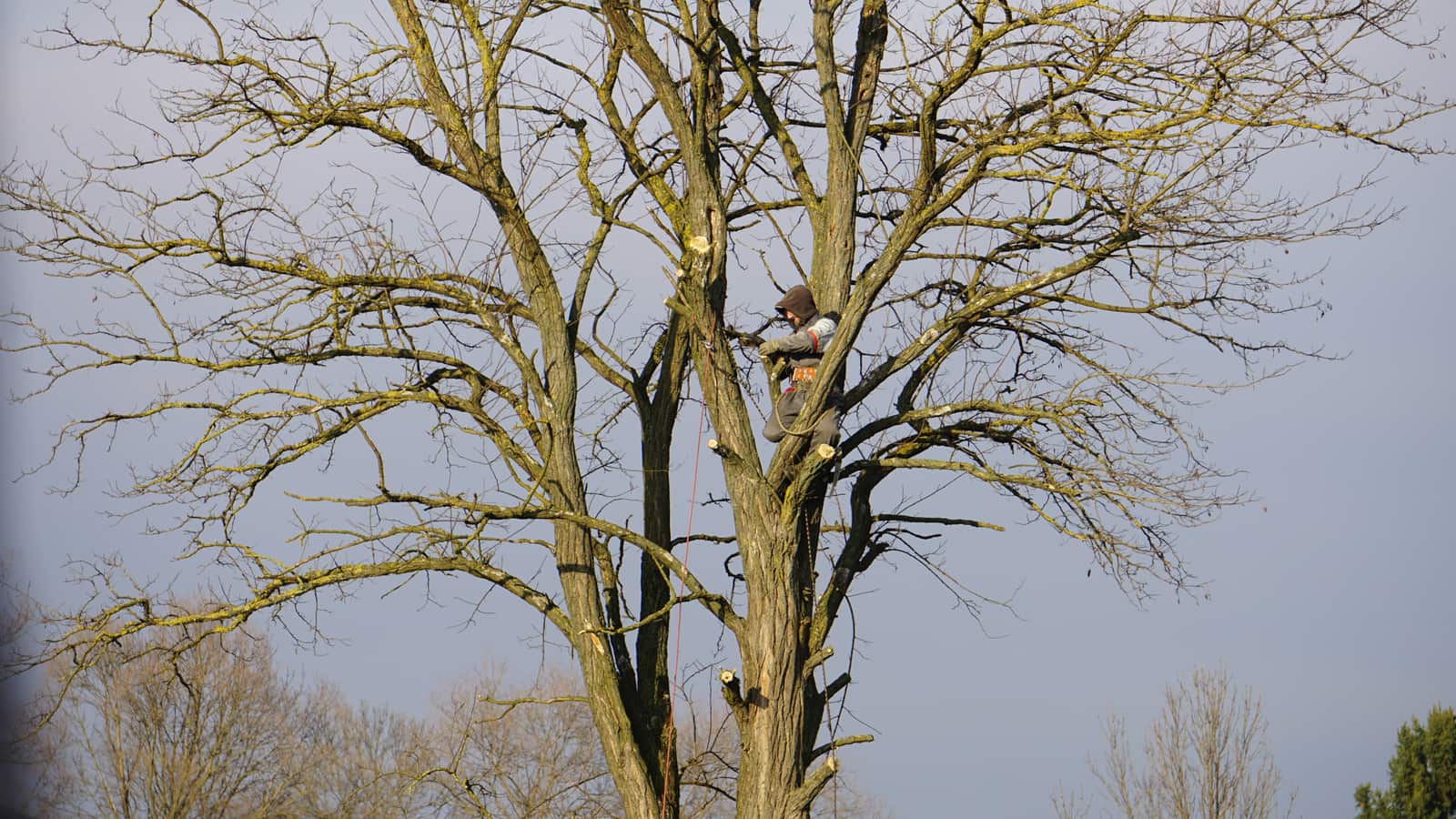 Seasonal tree trimming and pruning — Dallas